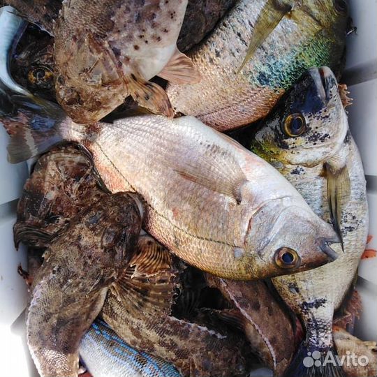 Рыбалка в море на катере