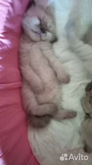Вислоушки, прямоушки 1мес