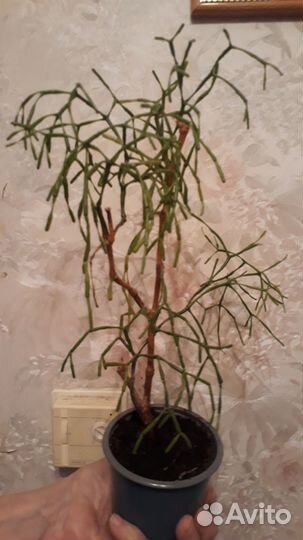 Рипсалис хатиора, алоэ тигровое суккуленты обмен