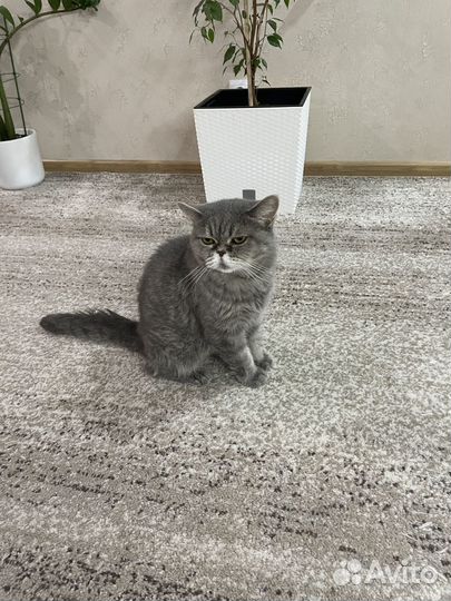 Отдам в добрые руки