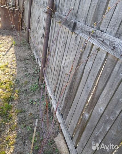 Саженцы малины, крыжовника, смородины и др