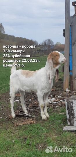 Коза дойная