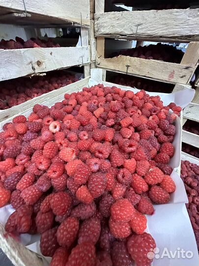 Черника Клубника Малина свежая из Киргизии