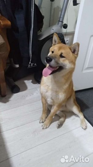 Вязка сиба ину