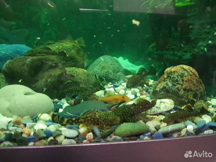 Сомики-анцистры