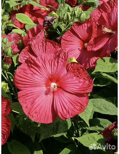 Гибискус болотный