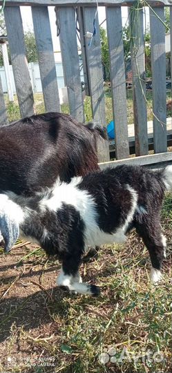 Англо нубийские козы