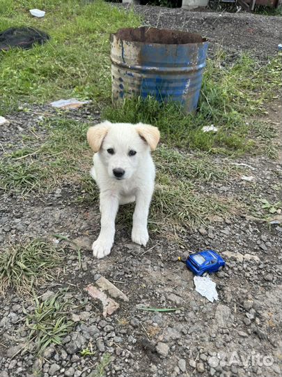 Собака в добрые руки щенок