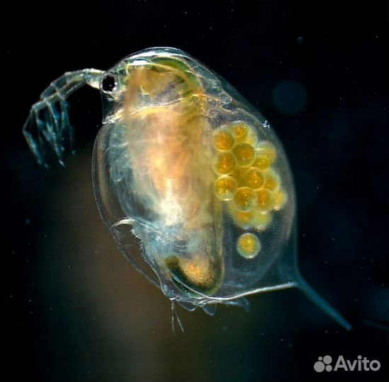 Живые корма для рыб
