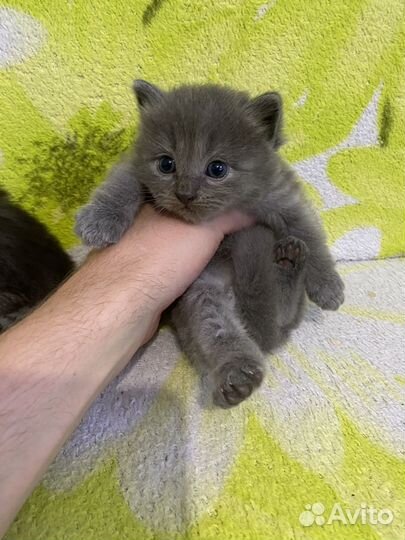 Шотландские вислоухие котята