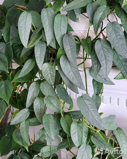 Сциндапсус