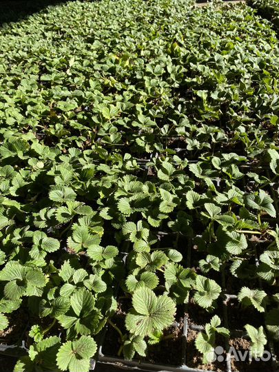 Саженцы клубники зкс