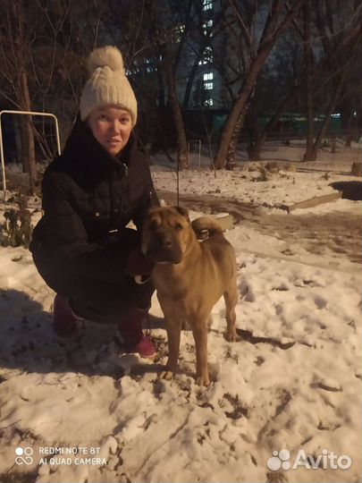 Передержка собак,без клеток и стресса