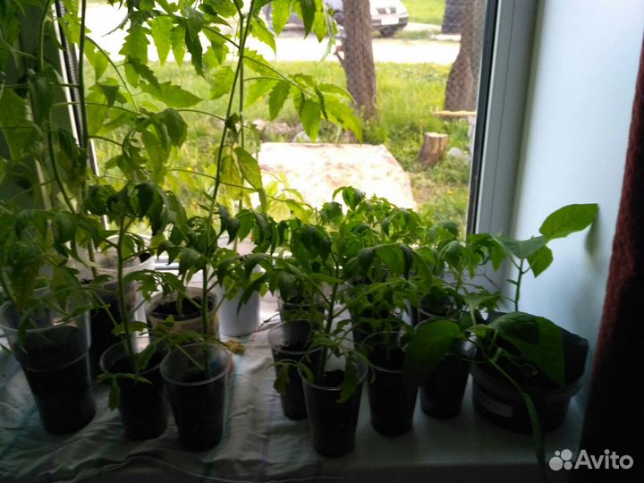 Рассада помидор