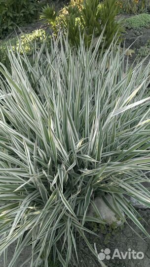 Фалярис (или Канареечник). Хоста обычная