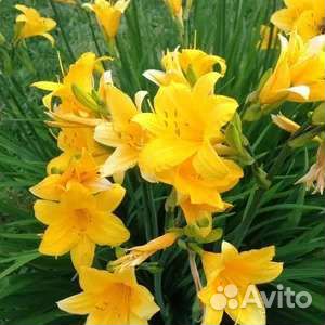 Линейник гибридный, саженцы