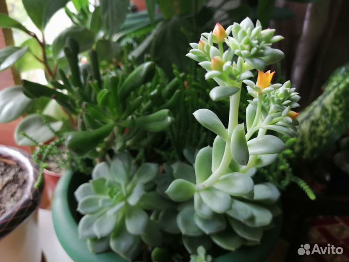 Кактусы и суккуленты