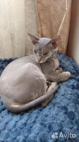 Кошка Сфинкс бесплатно