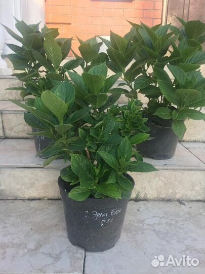 Гортензия Early Blue (Эрли Блю) большие кусты