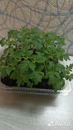 Рассада помидоры и перцы