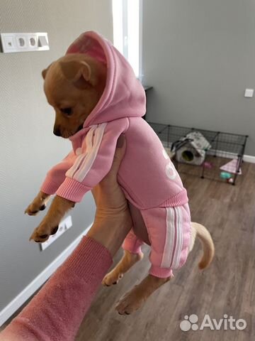 Одежда для собак xs