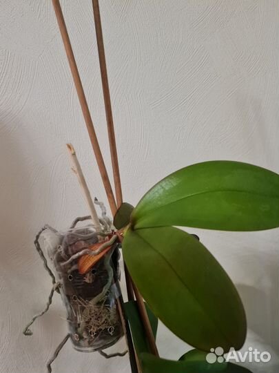 Орхидея фаленопсис