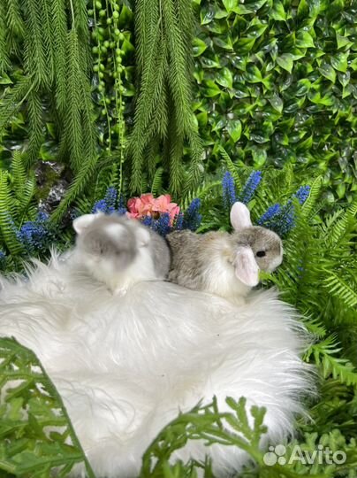 Царские кролики