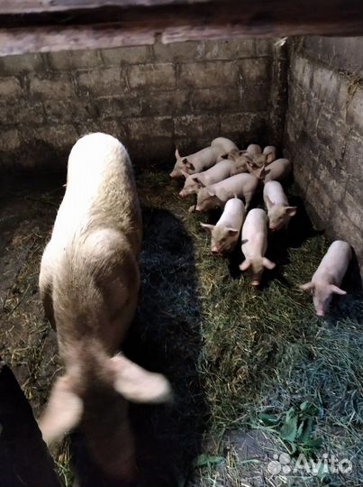 Поросята 1 мес