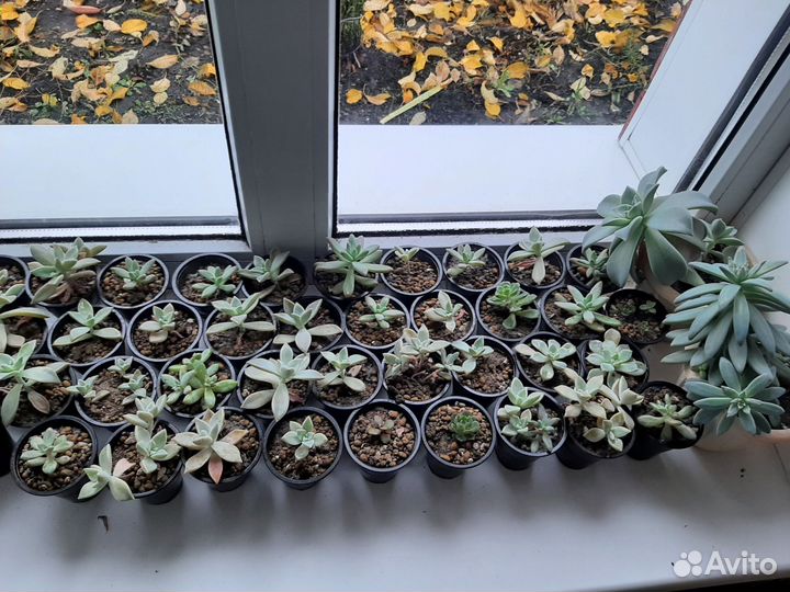 Комнатные цветы