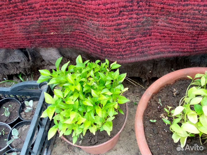 Рассада перцев