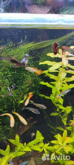 Аквариум с тумбой