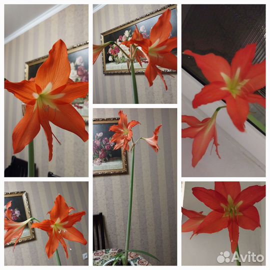 Гипераструм