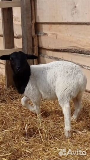 Ягнята от Дорпера и Катума козлята Гулаби и Камори