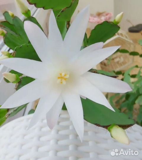 Рипсалидопсис