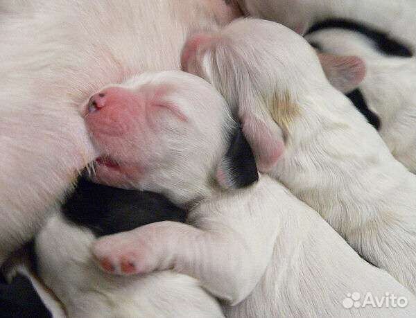 Выезд на роды к собакам