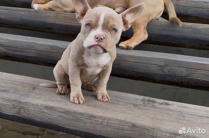 Американский булли