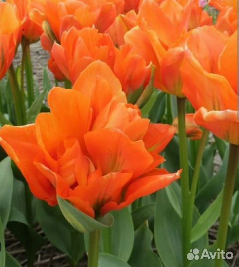 Тюльпан ранний