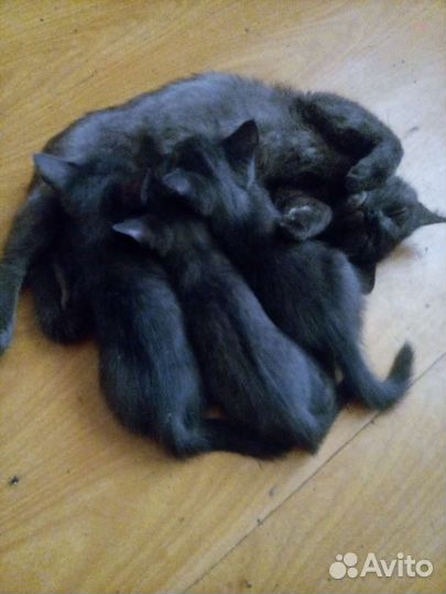 Котята