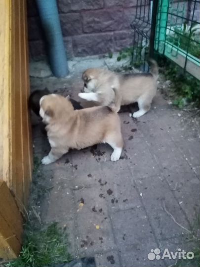 Щенки хаски