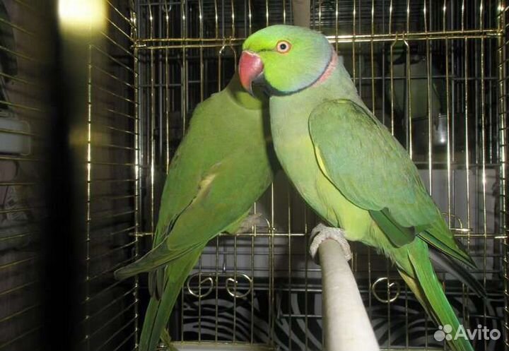 Ожереловый попугайчики зелёные