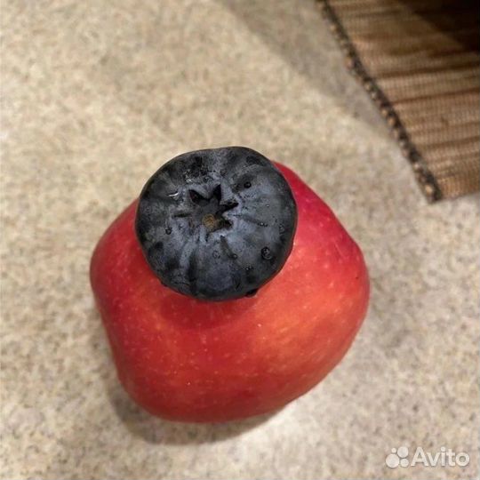 Голубика Гигант черенки