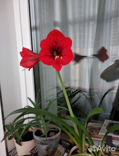 Цветок красивый. Гиппиаструм