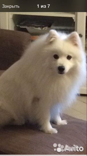 Японский шпиц вязка