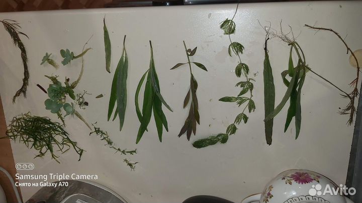 Водоросли для аквриума прополка