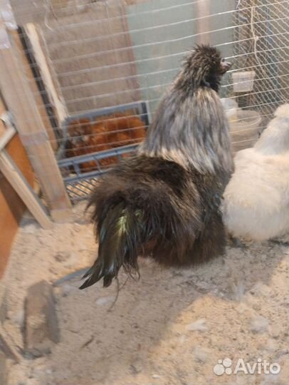 Китайские шелковые куры