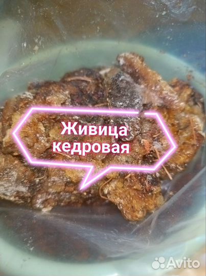 Живица кедровая сбор 2023