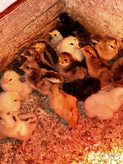 Цыпленок амераукана