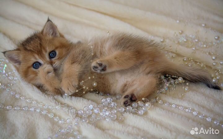 Шотландские котята золотая шиншилла
