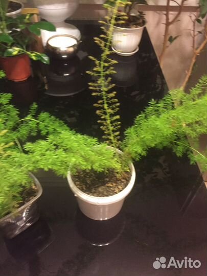 Аспарагус Мейера