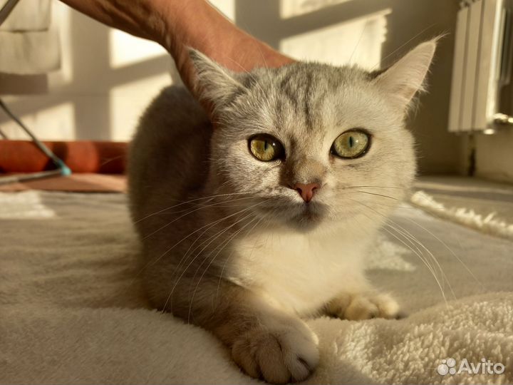 Британская кошка
